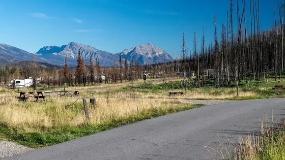 Fire-burned forest at Whistlers Campground after the 2024 wildfire.